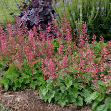 Load image into Gallery viewer, Heuchera x villosa &#39;Berry Timeless&#39; (Coral Bells)
