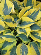 Load image into Gallery viewer, Hosta x Shadowland® &#39;Autumn Frost&#39; (Plantain Lily)
