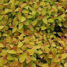 Load image into Gallery viewer, Spirea (Spiraea j. &#39;Double Play®Candy Corn™)
