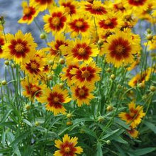 Load image into Gallery viewer, Coreopsis Uptick™Gold &amp; Bronze (Tickseed), yellow and red flowers
