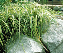 Load image into Gallery viewer, Variegated Japanese Sedge (Carex oshimensis &#39;Evergold&#39;)
