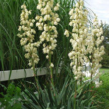 Load image into Gallery viewer, Adam&#39;s Needle (Yucca filamentosa) perennial
