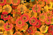 Load image into Gallery viewer, Helenium autumnale Mariachi™&#39;Salsa&#39; (Helen&#39;s Flower, Sneezeweed)
