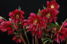 Load image into Gallery viewer, Helleborus W.J. &#39;Red Sapphire&#39; (Winter Jewels® Series Lenten Rose)
