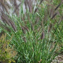 Load image into Gallery viewer, Black Flowering Fountain Grass (Pennisetum alopecuroides &#39;Moudry&#39;)
