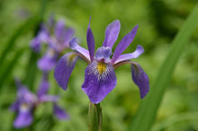 Load image into Gallery viewer, Blue Flag (Iris versicolor &#39;Purple Flame&#39;), purple flowers
