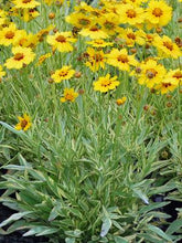 Load image into Gallery viewer, Coreopsis x &#39;Tequila Sunrise&#39; (Tickseed), yellow flowers
