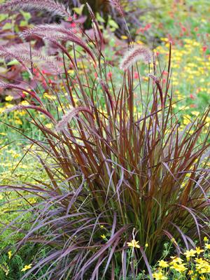 Purple-Leaved Fountain Grass (Pennisetum setaceum 'Rubrum')