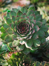 Load image into Gallery viewer, Sempervivum &#39;Saturn&#39; (Hens and Chicks)
