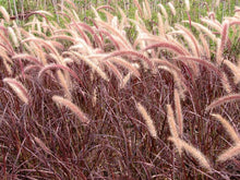 Load image into Gallery viewer, Purple-Leaved Fountain Grass (Pennisetum setaceum &#39;Rubrum&#39;)
