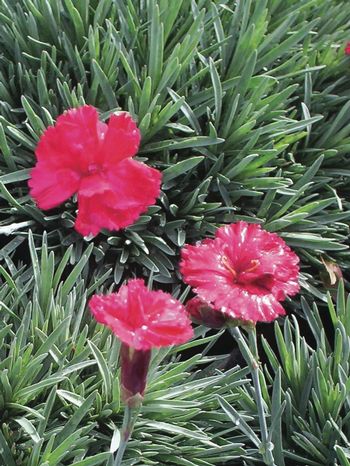 Dianthus allwoodii 'Frosty Fire' (Garden Pinks), pink flowers