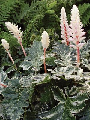 Variegated Bear's Breeches (Acanthus x 'Whitewater')
