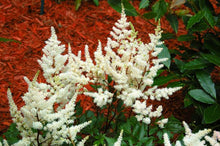 Load image into Gallery viewer, Astilbe chinensis &#39;Vision in White&#39; (False Spirea) perennial, white flowers
