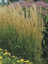 Load image into Gallery viewer, Calamagrostis x acutiflora &#39;Karl Foerster&#39; (Feather Reed Grass)
