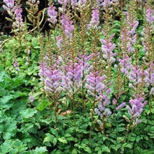 Load image into Gallery viewer, Astilbe chinensis &#39;Pumila&#39; (False Spirea) perennial, purple flowers
