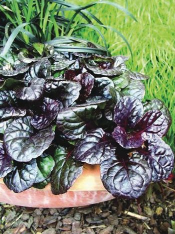 Ajuga reptans 'Black Scallop' (Bugle Weed) perennial