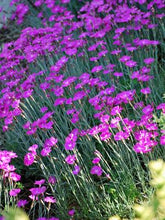 Load image into Gallery viewer, Dianthus gratianopolitanus &#39;Firewitch&#39; (Garden Pinks), pink flowers
