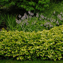 Load image into Gallery viewer, Hosta x &#39;Golden Tiara&#39; (Plantain Lily)
