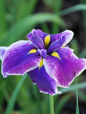 Iris ensata 'Happy Awakening' (Japanese Iris)
