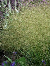 Load image into Gallery viewer, Tufted Hair Grass (Deschampsia cespitosa)
