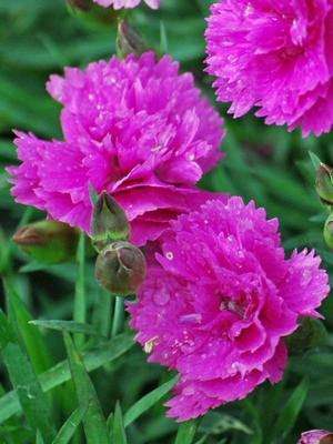 Dianthus Everlast™Orchid (Garden Pinks), pink flowers
