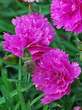 Load image into Gallery viewer, Dianthus Everlast™Orchid (Garden Pinks), pink flowers
