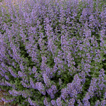 Load image into Gallery viewer, Nepeta x faassenii &#39;Walker&#39;s Low&#39; (Catmint)

