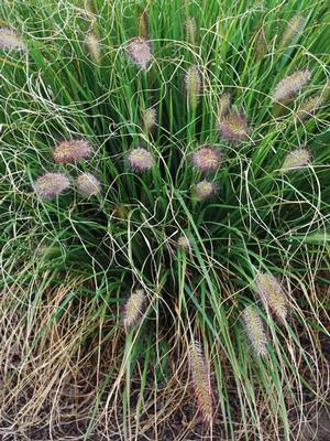 Cassian Fountain Grass (Pennisetum alopecuroides 'Cassian')