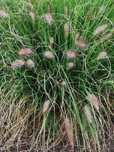Load image into Gallery viewer, Cassian Fountain Grass (Pennisetum alopecuroides &#39;Cassian&#39;)

