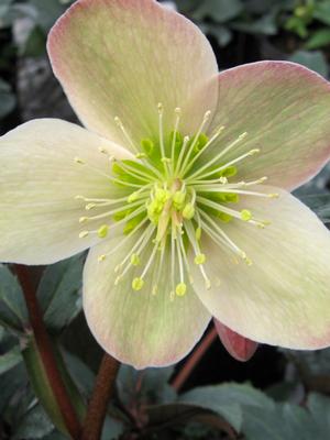 Helleborus x 'HGC Love Bug' (Lenten Rose)
