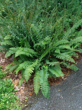 Load image into Gallery viewer, Christmas Fern (Polystichum acrostichoides)

