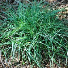 Load image into Gallery viewer, Blue Sedge (Carex glauca &#39;Blue Zinger&#39;)
