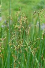 Load image into Gallery viewer, Wool grass (Scirpus cyperinus)
