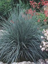 Load image into Gallery viewer, Blue Oats Grass (Helictotrichon sempervirens)
