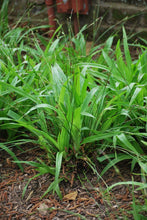 Load image into Gallery viewer, Seersucker Sedge / Plantain-leaf Sedge (Carex plantaginea)
