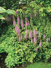 Load image into Gallery viewer, Astilbe chinensis &#39;Pumila&#39; (False Spirea) perennial, purple flowers
