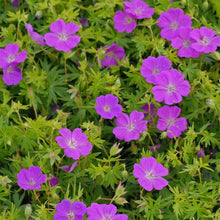 Load image into Gallery viewer, Geranium s. &#39;New Hampshire Purple&#39; (Bloody Cranesbill)
