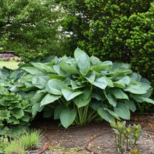 Load image into Gallery viewer, Hosta x Shadowland® &#39;Empress Wu&#39; (Plantain Lily)
