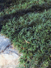 Load image into Gallery viewer, Dwarf Mondo Grass (Ophiopogon japonicus &#39;Nana&#39;)
