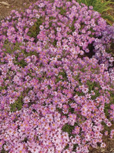 Load image into Gallery viewer, Pink Wood Aster (Aster dumosus &#39;Wood&#39;s Pink&#39;)
