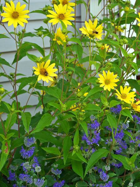 Lemon Queen Sunflower (Helianthus x 'Lemon Queen')