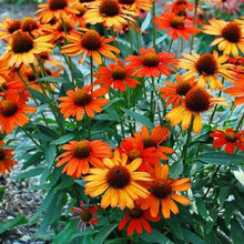 Load image into Gallery viewer, Echinacea Kismet® Intense Orange (Coneflower), orange flowers
