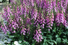 Load image into Gallery viewer, Digitalis x Pink Panther® (Foxglove)
