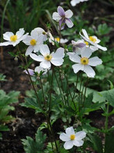 Load image into Gallery viewer, Anemone x Wild Swan™ (Windflower) perennial
