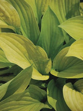 Load image into Gallery viewer, Hosta x &#39;August Moon&#39; (Plantain Lily)
