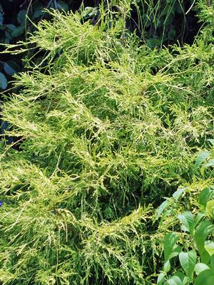Threadleaf False Cypress (Chamaecyparis Pisifera 'Golden Mop')