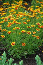 Load image into Gallery viewer, Coreopsis x L&#39;il Bang™ &#39;Daybreak&#39; (Tickseed), red and yellow flowers
