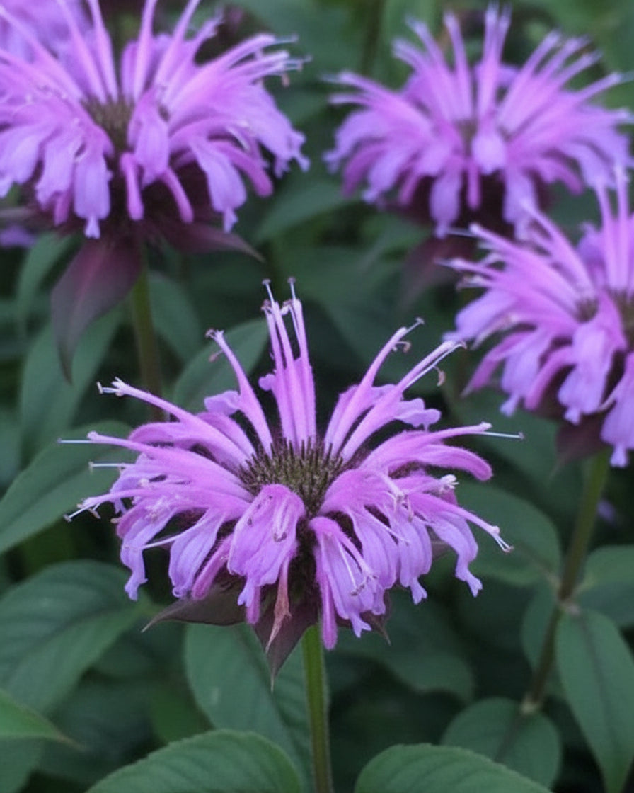 Perennial Farm Marketplace Monarda Bee Balm - Thumbnail 4