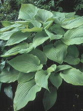 Load image into Gallery viewer, Hosta x &#39;Sum and Substance&#39; (Plantain Lily)
