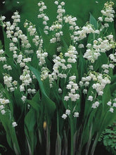Load image into Gallery viewer, Lily-of-the-Valley (Convallaria majalis)
